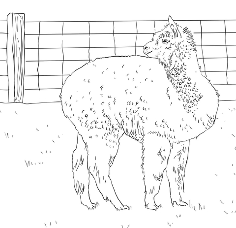 Online coloring book: Coloring page alpaca is looking back